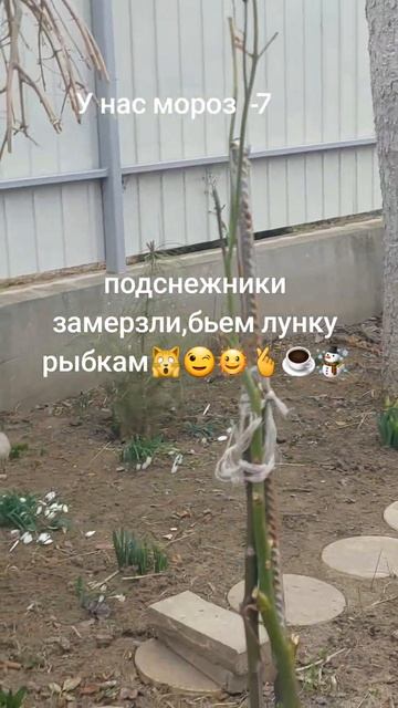 #зимавсаду #подпишись #любимоехобби #nature #природа #моро смотреть онлайн