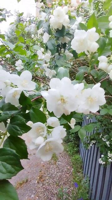 2024.06.18 #jasmin #жасмин смотреть онлайн