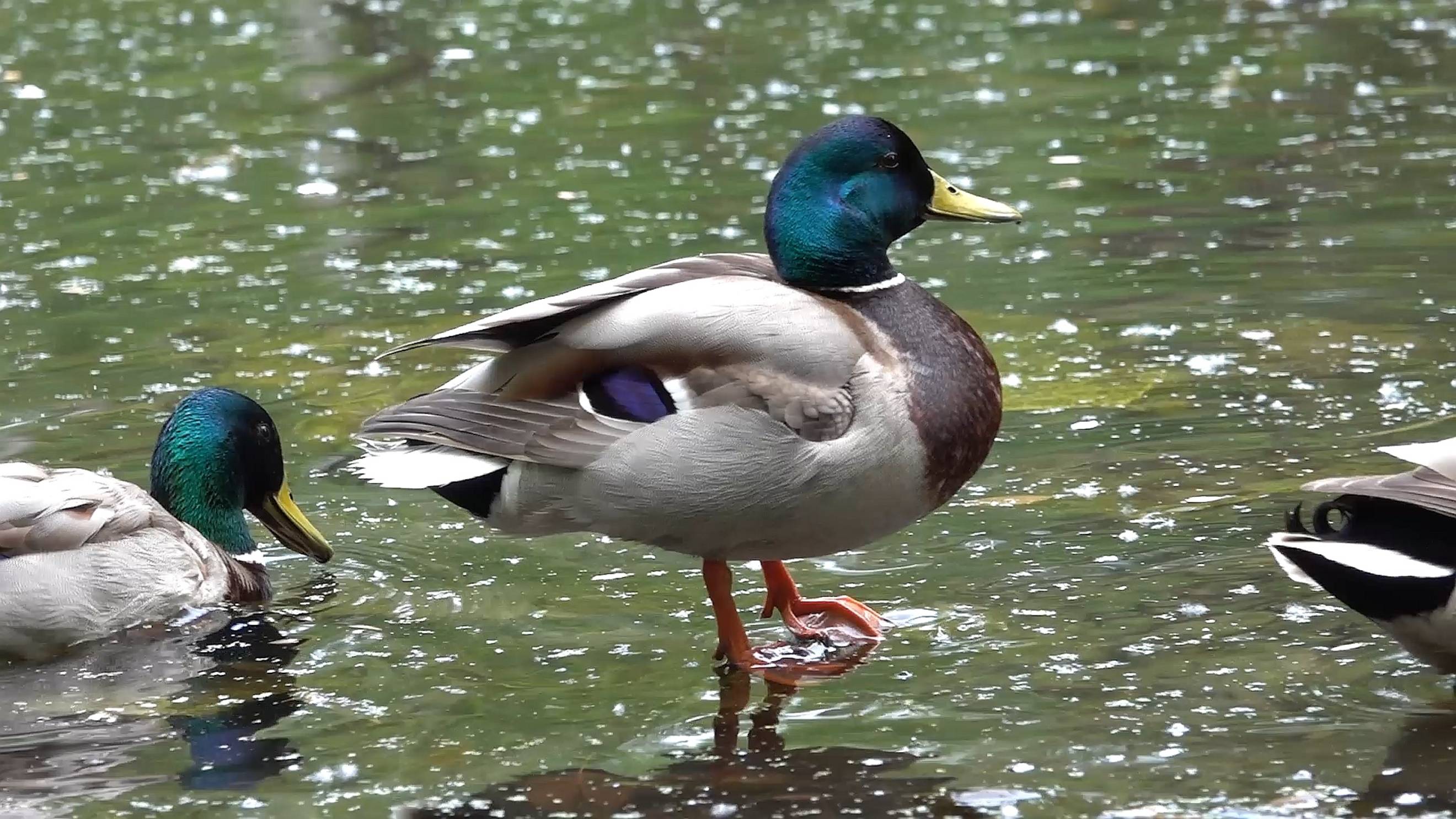 Уточки 8.05.2025 смотреть онлайн