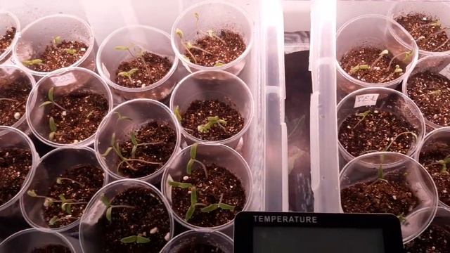 6 марта, результат посева сухими семенами томатов смотреть онлайн