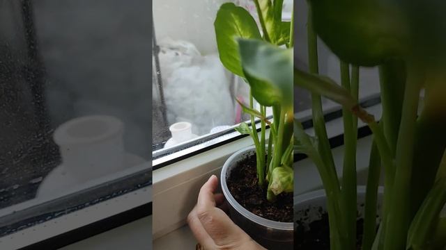 Диффенбахия желтеет!!!