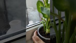 Диффенбахия желтеет!!!