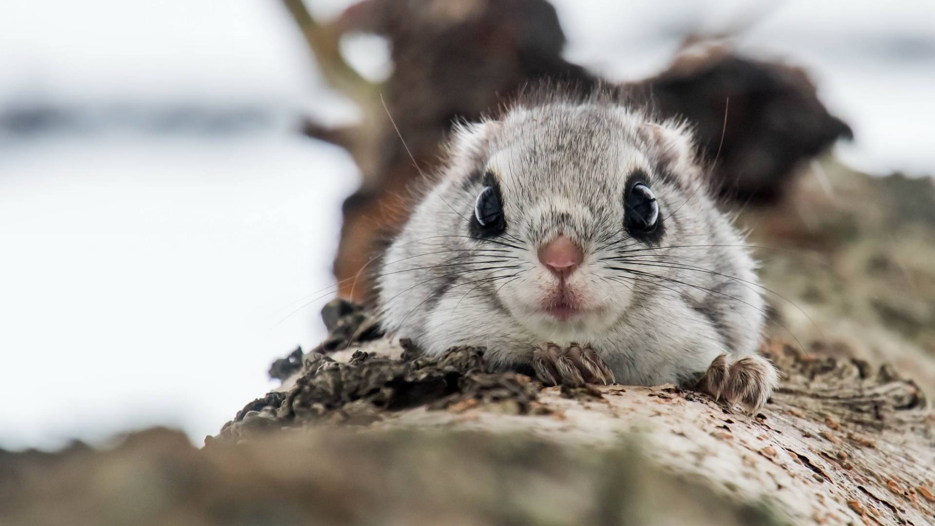 Летяговые, Соневые и Дикобразовые: Интересные факты про Грызунов смотреть онлайн