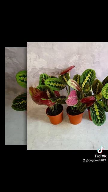 Маранта Фасцинатор, цена 200 гривен! Бронь в вайбер 09967823 смотреть онлайн