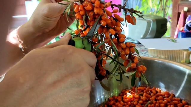 Собираем ОБЛЕПИХУ. ТЫКВА - ОРЕХ. смотреть онлайн