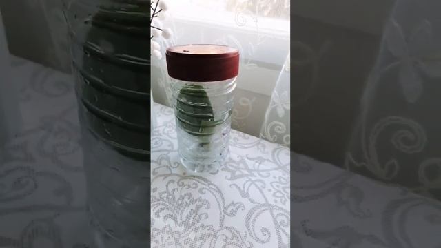 Орхидея без корней смотреть онлайн