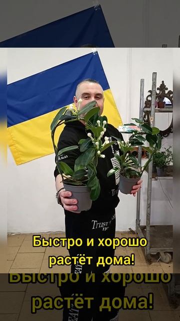 Мадагаскарский жасмин Стефанотис! Цена 265 гривен! Брон смотреть онлайн