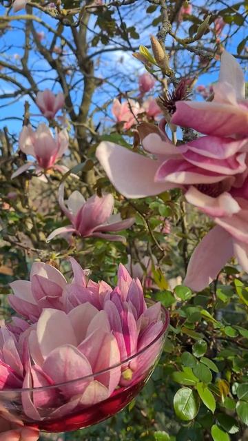 Цветы магнолии 2 #julia_i_sad #plants #2025 #цветы #рецепты #garden #coll смотреть онлайн