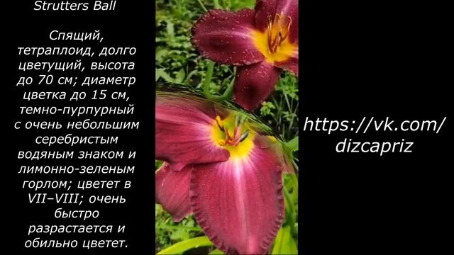 ЛИЛЕЙНИК Strutter's Ball #ирисы #растенияпочтой #клематисы #л смотреть онлайн