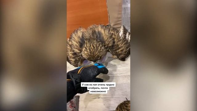 Две совы разбудили весь дом в четыре утра смотреть онлайн
