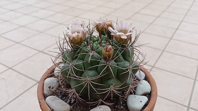 Gymnocalycium Saldo, cactus. Кактус Гимнокалициум Сальдо. смотреть онлайн