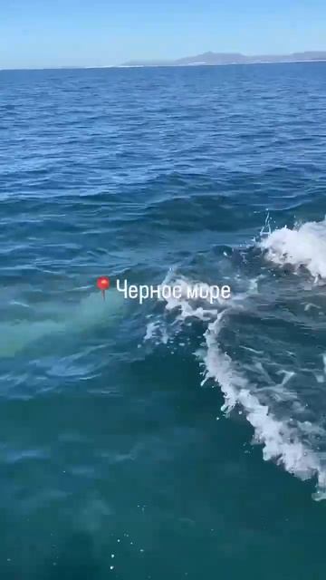 Дельфины плавают с туристами в Сочи смотреть онлайн