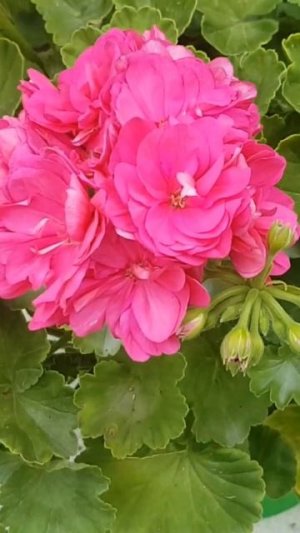 Пеларгония Diaz в моей коллекции 🌺🌺🌺