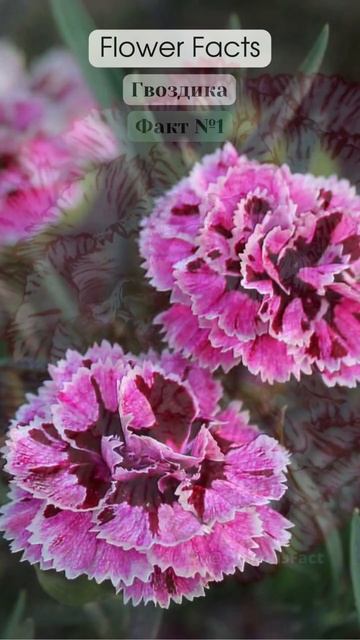 Flower Facts Carnation #shorts #facts #цветы #flowers #carnations #букет #подарок смотреть онлайн