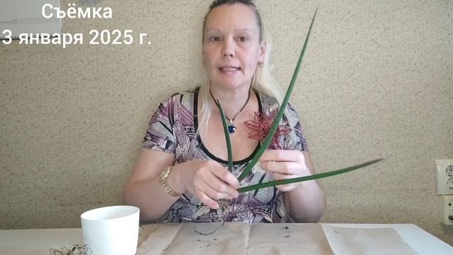 1ая пересадка, цилиндрическая сансевиерия #сансевиери