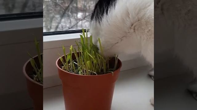 Жорка на своей грядке, мой любимый котэ. смотреть онлайн