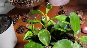 Пеперомия туполистная. Неприхотливое комнатное расте