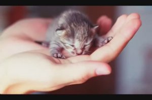 Котята мяукают, чтобы привлечь кошек | Котенок зовет маму Звук | Котенок Голос