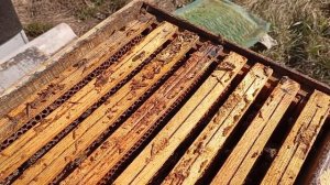 Нет матки весной!!! Что делать?