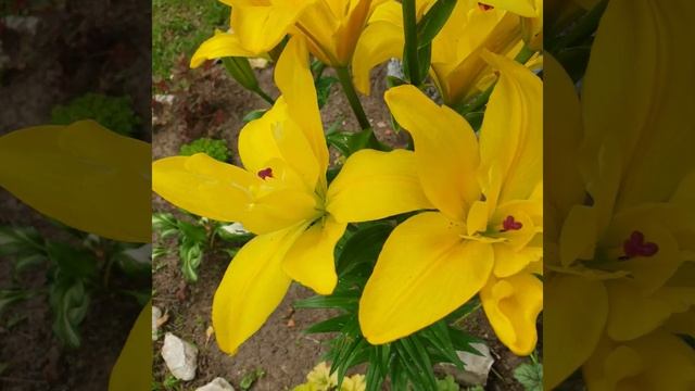 Лилия азиатская махровая " Фата Моргана " смотреть онлайн