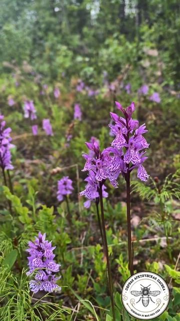 💜🌿 СЕВЕРНАЯ ОРХИДЕЯ - краснокнижное растение Арктич смотреть онлайн