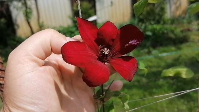 Клематис 'Руж Кардинал' (Rouge Cardinal) - первый бутон 2024 в на? смотреть онлайн