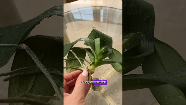 Если у орхидеи слабый тургор, что делать? смотреть онлайн