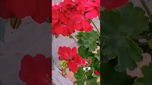 Для Вас! Милые и всегда, любимые! #flowers смотреть онлайн