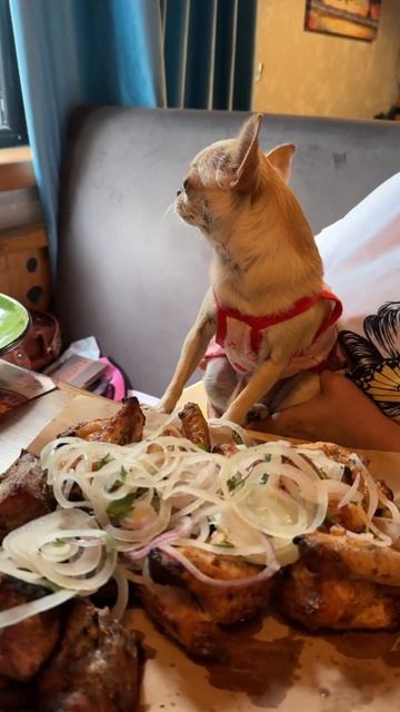 Там где есть я, всегда хорошо!!! Чихуахуа Мия 🐶 #чихуах? смотреть онлайн