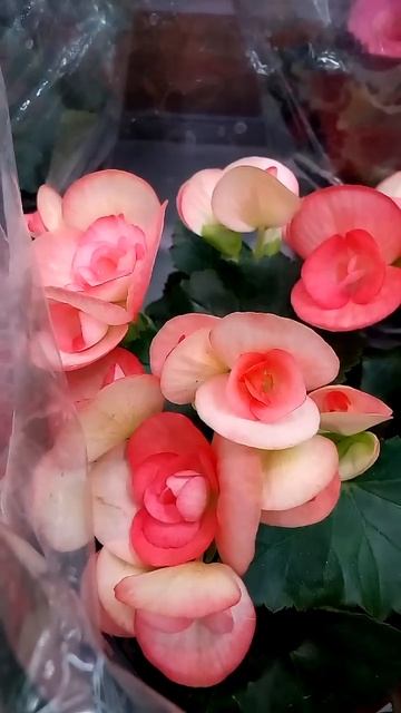 Интересные красивые розовые цветы Interesting beautiful pink flowers смотреть онлайн