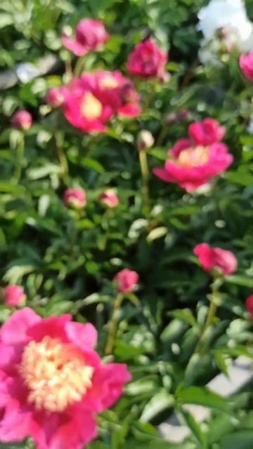 Удивительный сорт пионов Блейз - красивый цветок, похо смотреть онлайн