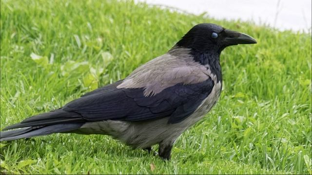 Звук Карканья Вороны. Ворона Каркает. Голос Вороны. Каркающая Ворона смотреть онлайн