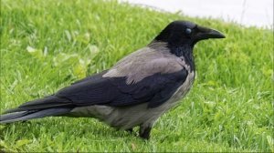 Звук Карканья Вороны. Ворона Каркает. Голос Вороны. Каркающая Ворона