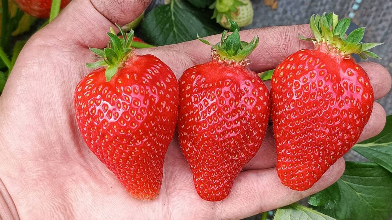 Продажа клубники провалилась! Машина сломалась, но я все равно заработал — реальный опыт смотреть онлайн