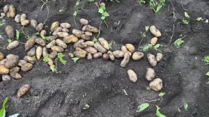 Картофель Гранада. Очень урожайный и вкусный. От 5 сент