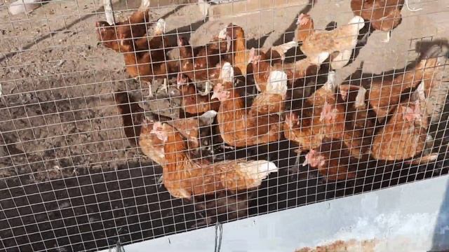 Сеем Махитос. Притеняю теплицу глиной. смотреть онлайн