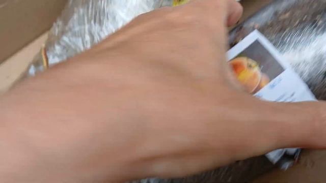 Обзор саженцев роз и плодовых деревьев смотреть онлайн