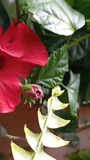 #китайская #роза 🌹#shortsyoutube смотреть онлайн