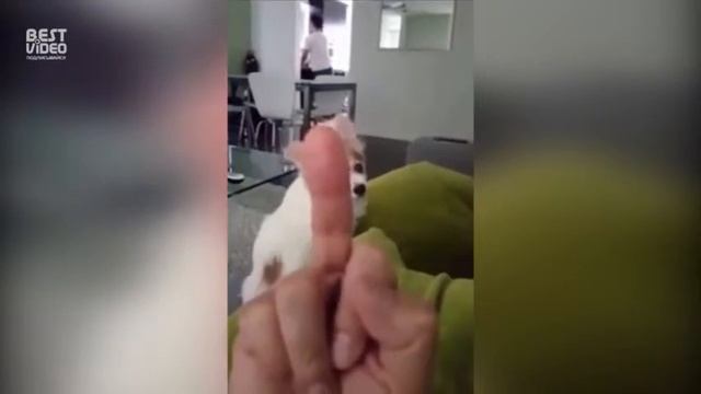 Как надо злить собаку