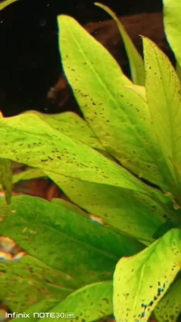 Дырявятся растения... 🦠🦠🦠 смотреть онлайн