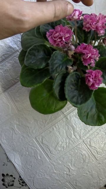 Фиалка ЛФ Майские Пионы смотреть онлайн