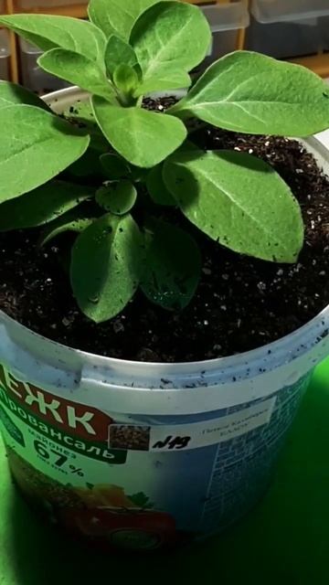 ПЕТХОА КАЛИБЁРСТ ЕЛЛОУ смотреть онлайн