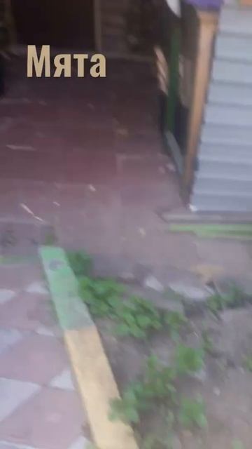 мята смотреть онлайн