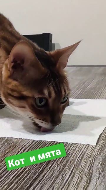 коты любят мяту смотреть онлайн