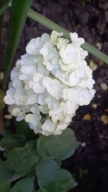 Гортензия Мэджикал Монблан первый цвет лето23 РОСТОВ-НА-ДОНУ смотреть онлайн