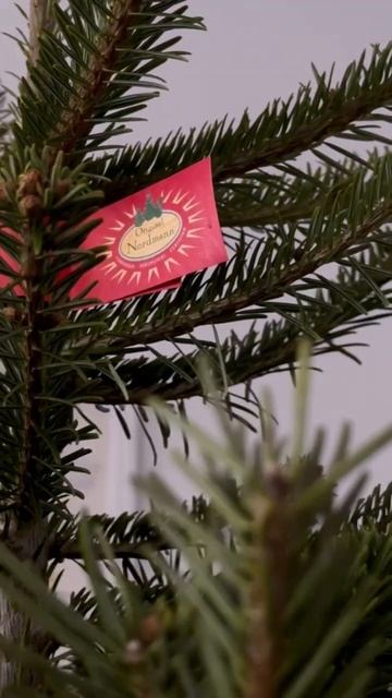 Совсем скоро в каждом доме с живой елкой начнётся маги смотреть онлайн
