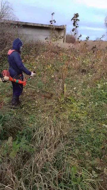 Деньги на выращивании ягоды. Малина всему голова. #сад смотреть онлайн