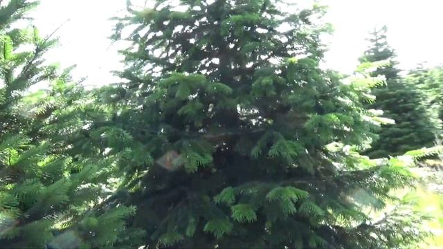 27056 Пихта Нордмана срезанная смотреть онлайн