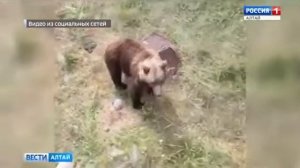 В Алтайский Край Пришли Медведи