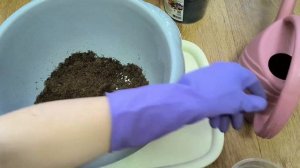 Пересадка аглаонемы, уход за аглеонемой